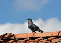 Dei Taube auf dem Dach 12.10.2023 (Foto: Maria John)